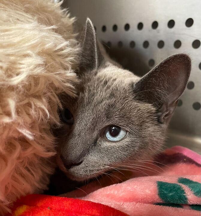 Enlarge Avocado Beanstalk, an adoptable Siamese in Jackson, MI image 5/5