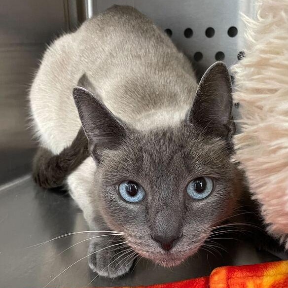 Avocado Beanstalk, adoptable, Adult Female Siamese.