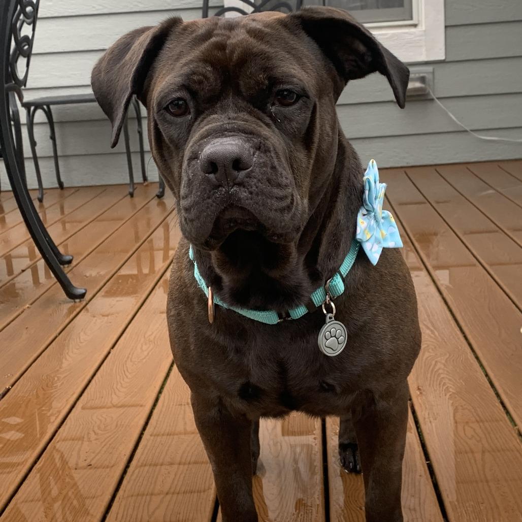 Bluebell, Adoptable, Adult Female Mixed Breed.