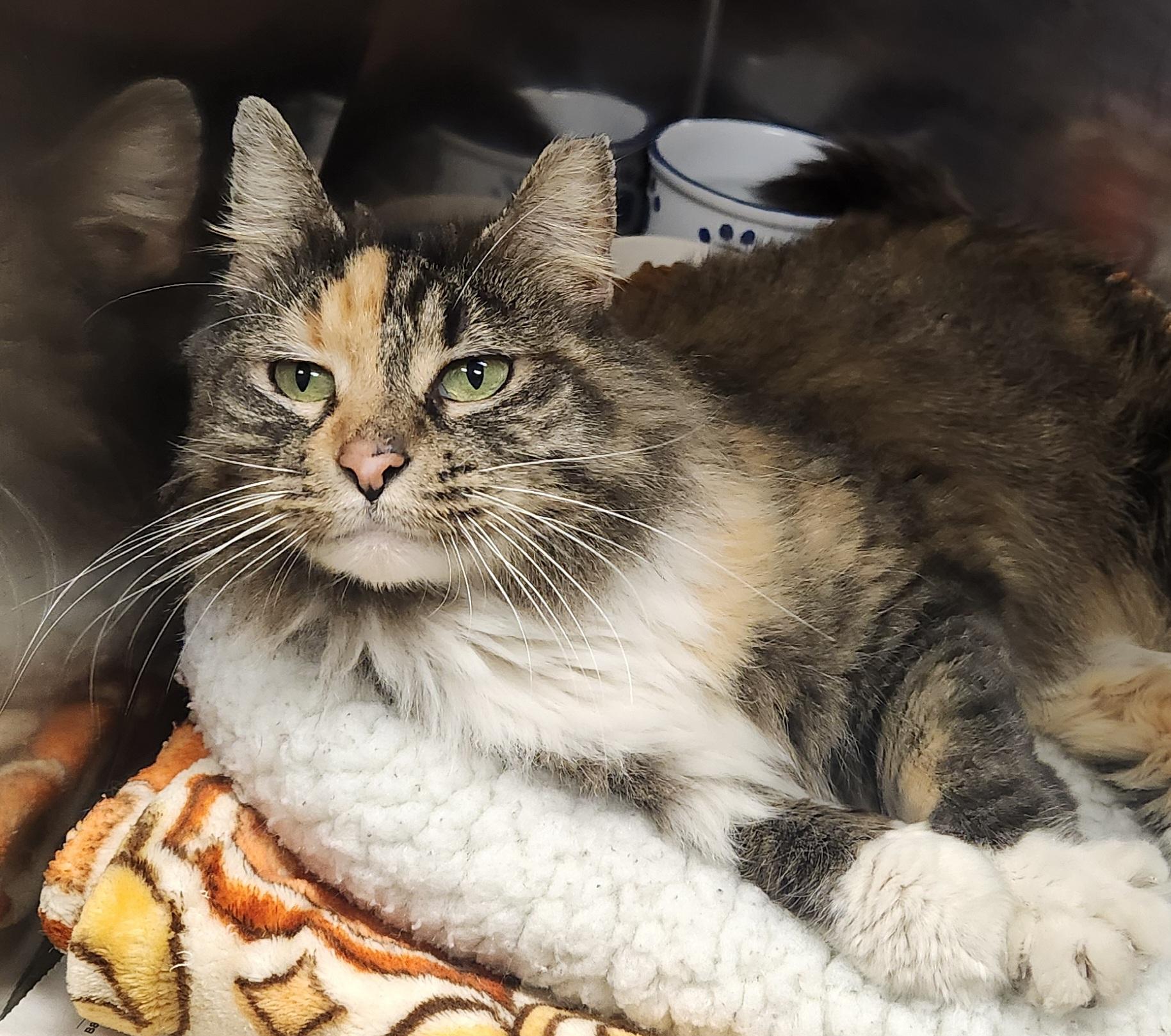 Enlarge Snickerdoodle , a ADOPTABLE Domestic Long Hair in Clayton, NJ image 1/2