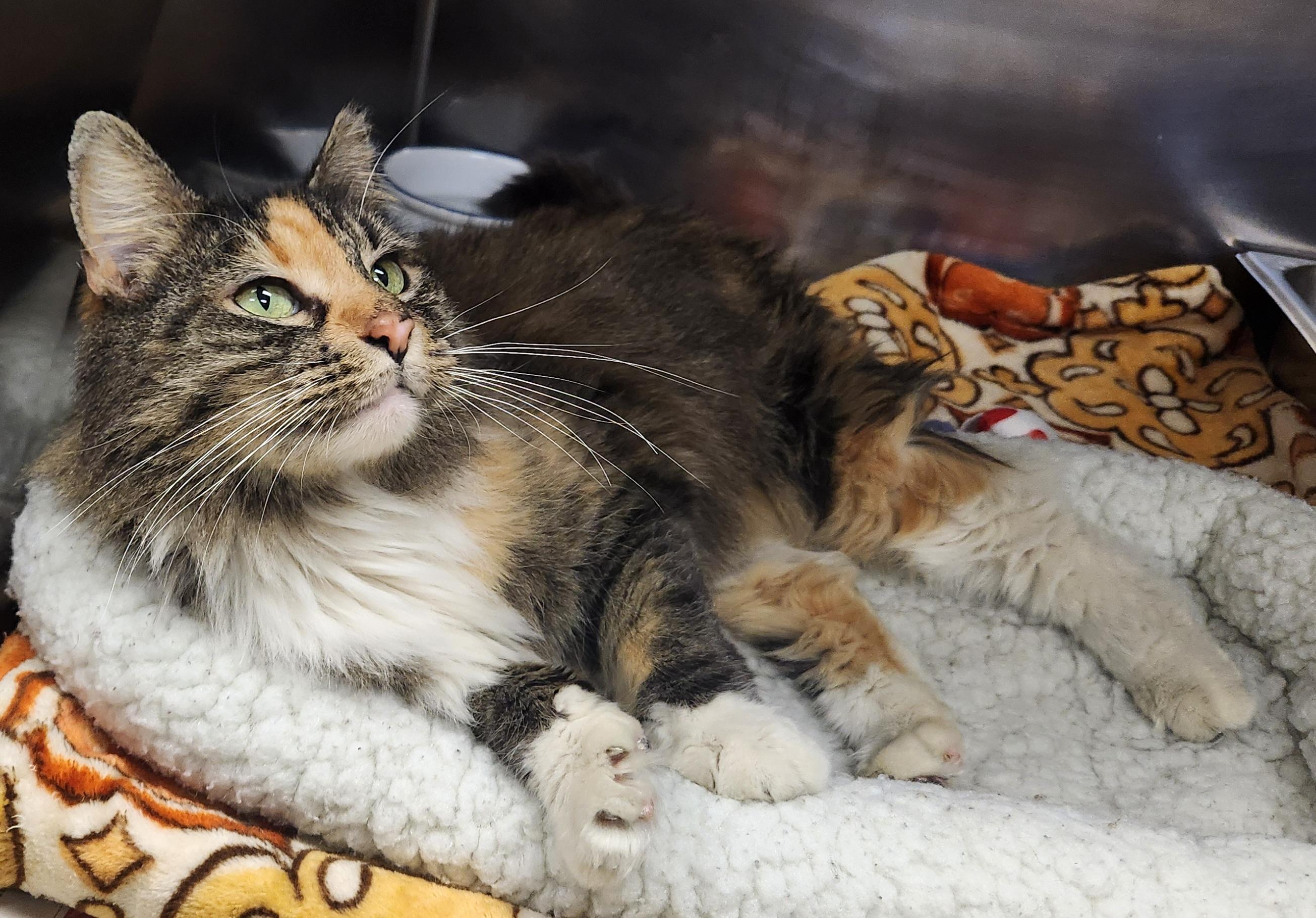 Enlarge Snickerdoodle , a ADOPTABLE Domestic Long Hair in Clayton, NJ image 2/2