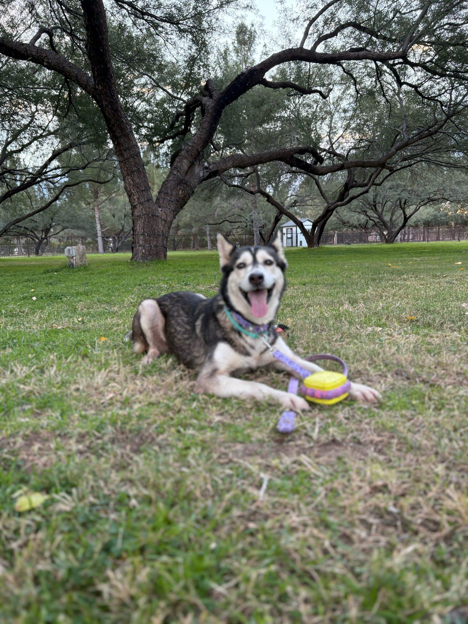 Enlarge Mika, a Adoptable Husky in Tucson, AZ image 1/6