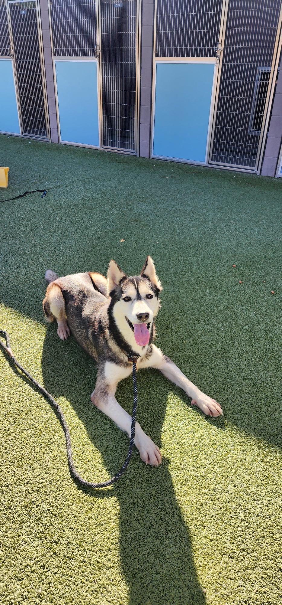 Enlarge Mika, a Adoptable Husky in Tucson, AZ image 2/6