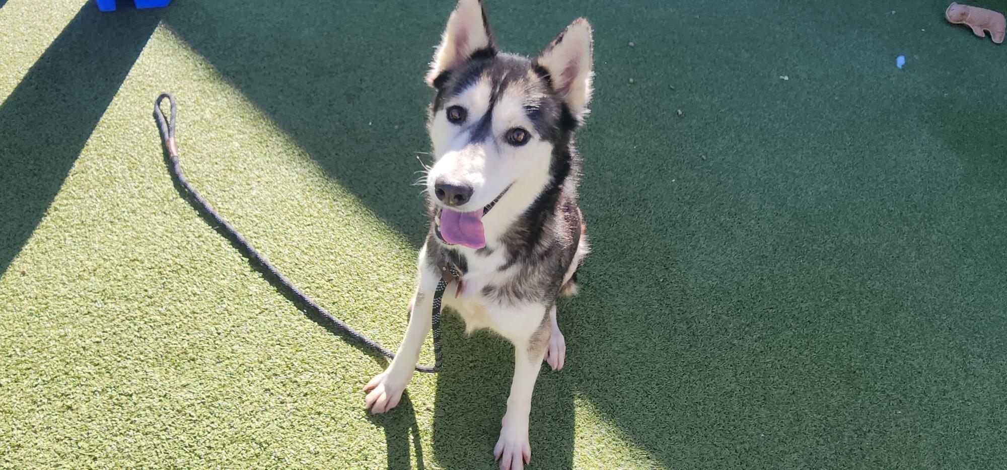 Enlarge Mika, a Adoptable Husky in Tucson, AZ image 3/6