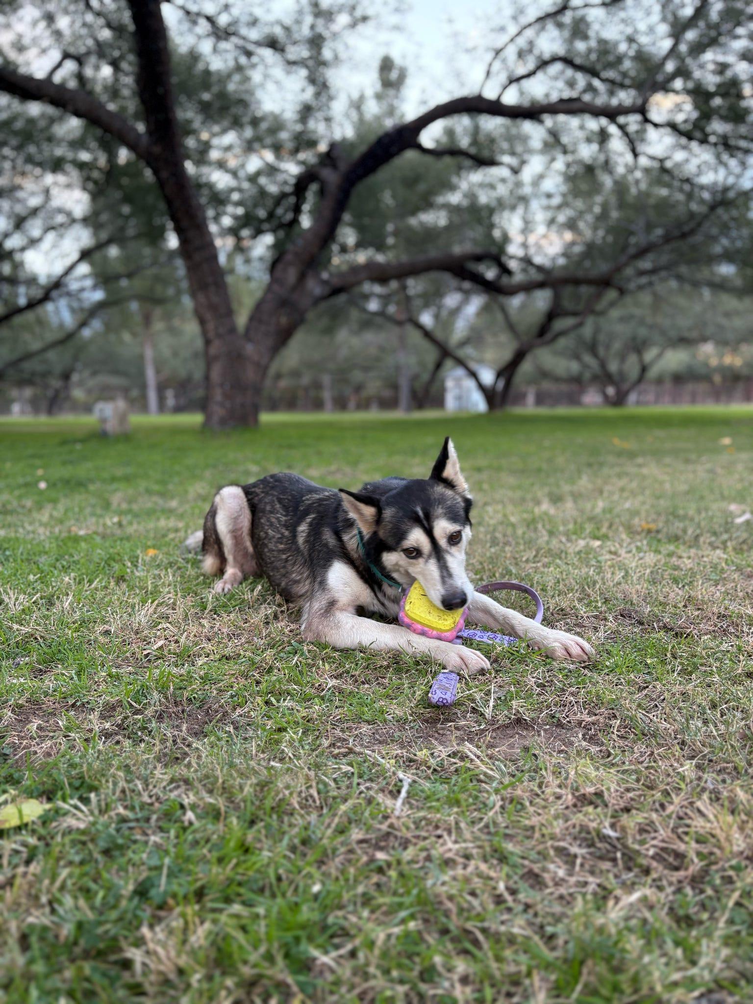 Enlarge Mika, a Adoptable Husky in Tucson, AZ image 4/6