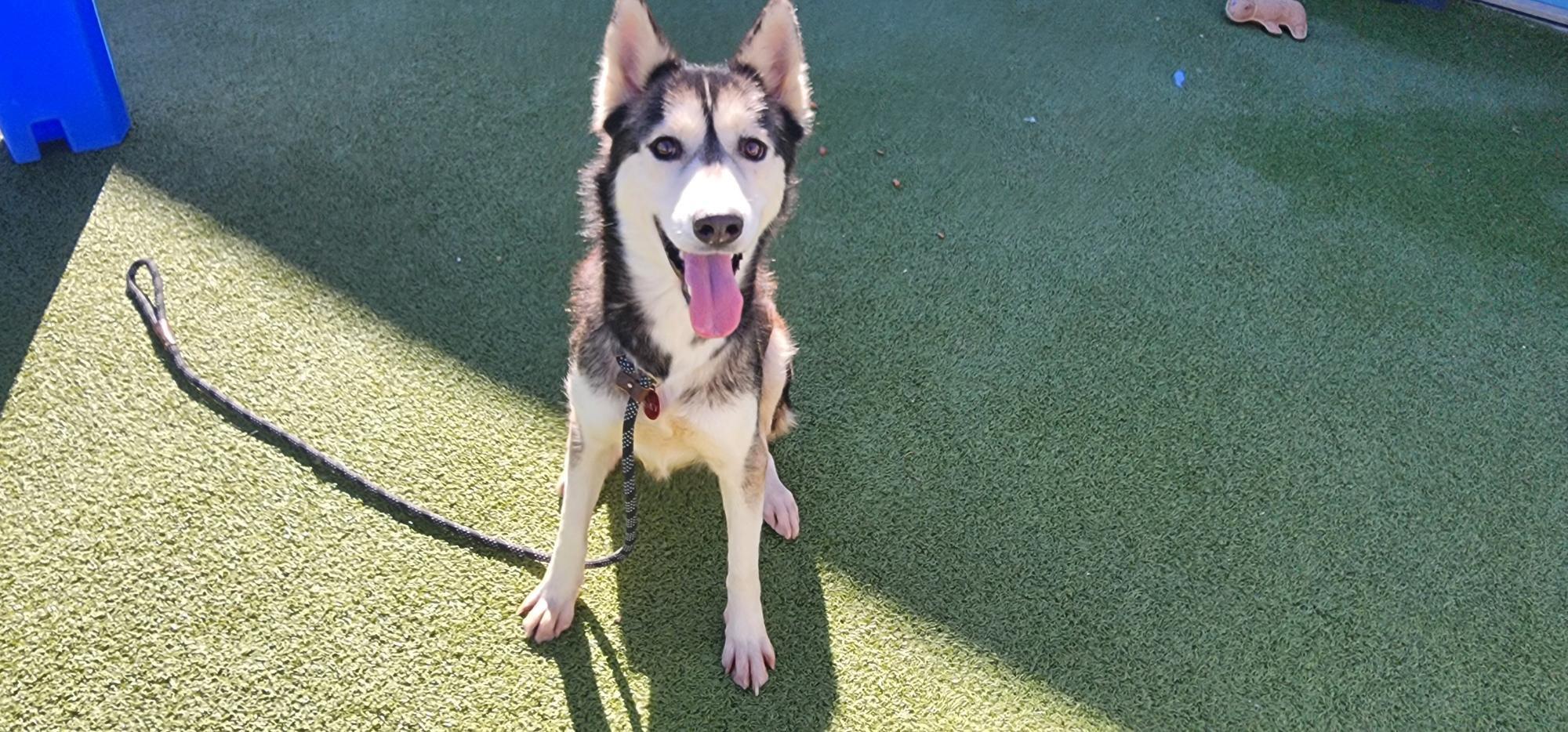 Enlarge Mika, a Adoptable Husky in Tucson, AZ image 5/6