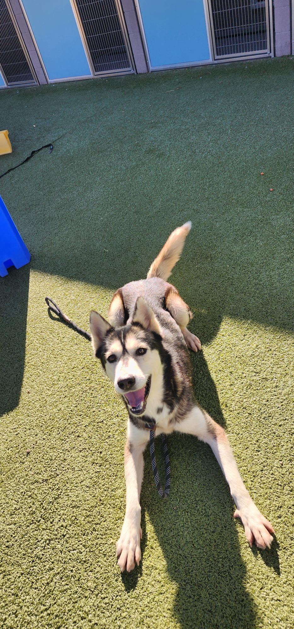 Enlarge Mika, a Adoptable Husky in Tucson, AZ image 6/6