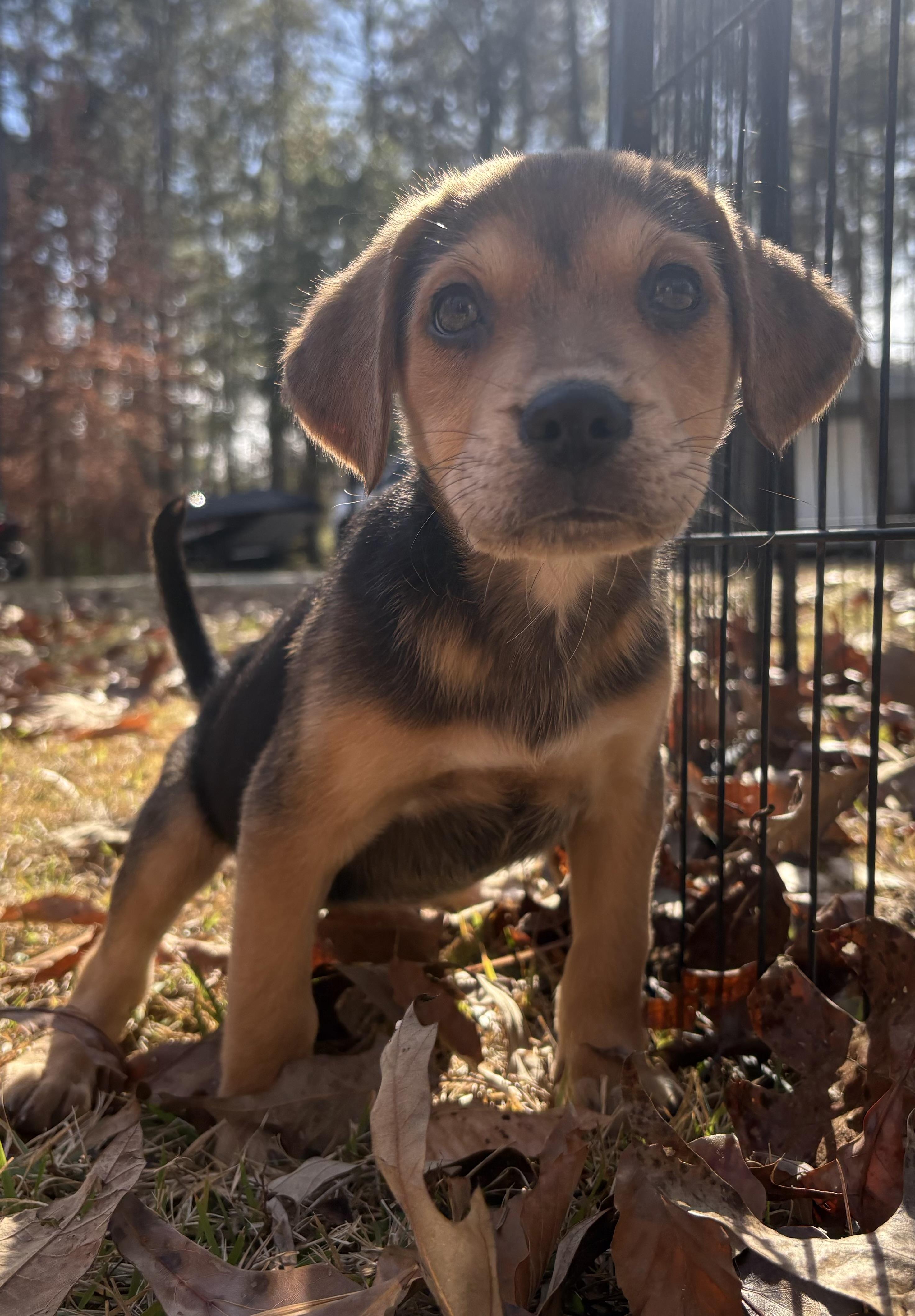 Enlarge Date, a Adoptable mixed breed in Westport, CT image 2/2
