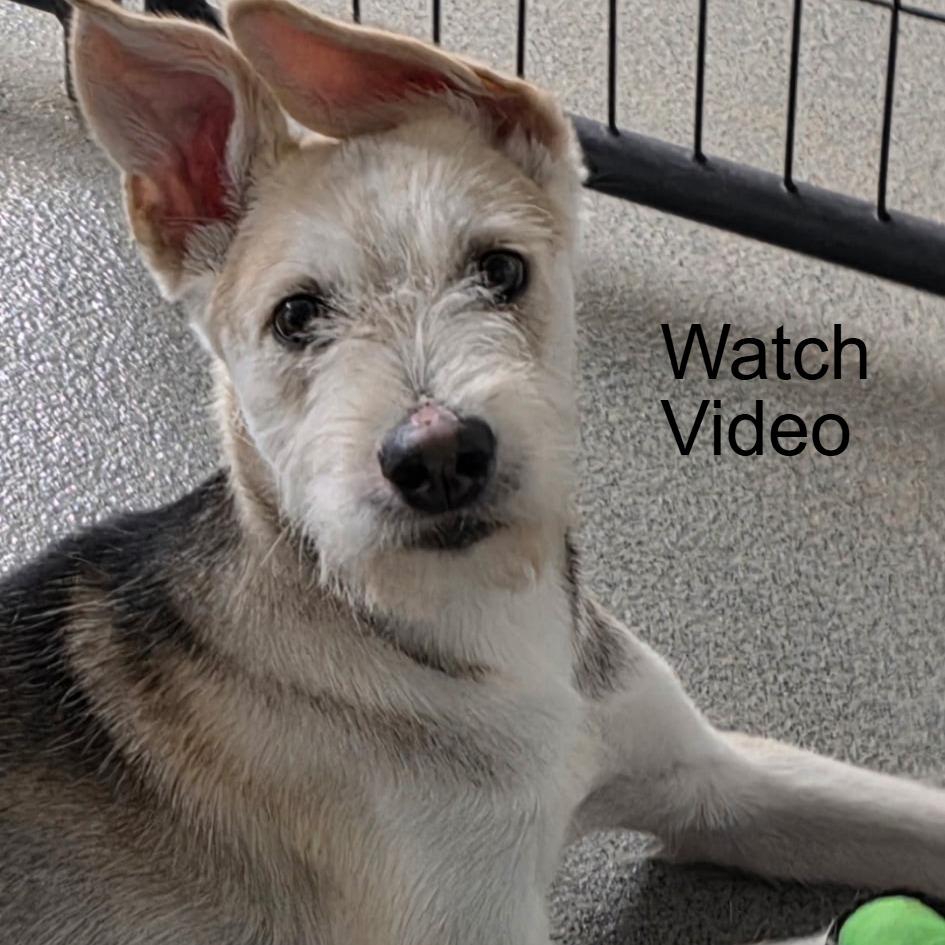 Drover, Adoptable, Young Male Airedale Terrier & Wirehaired Terrier.