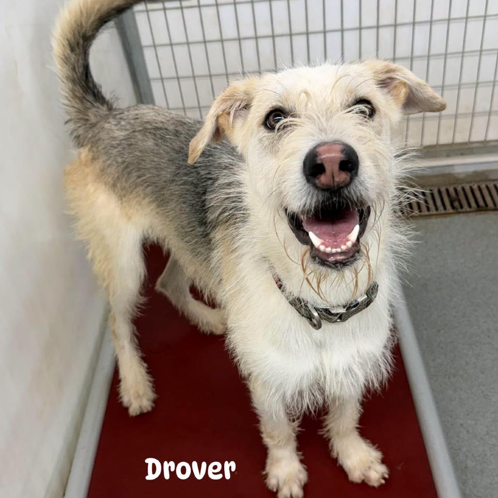 Drover, a Adoptable mixed breed in Kingman, KS image 2/6