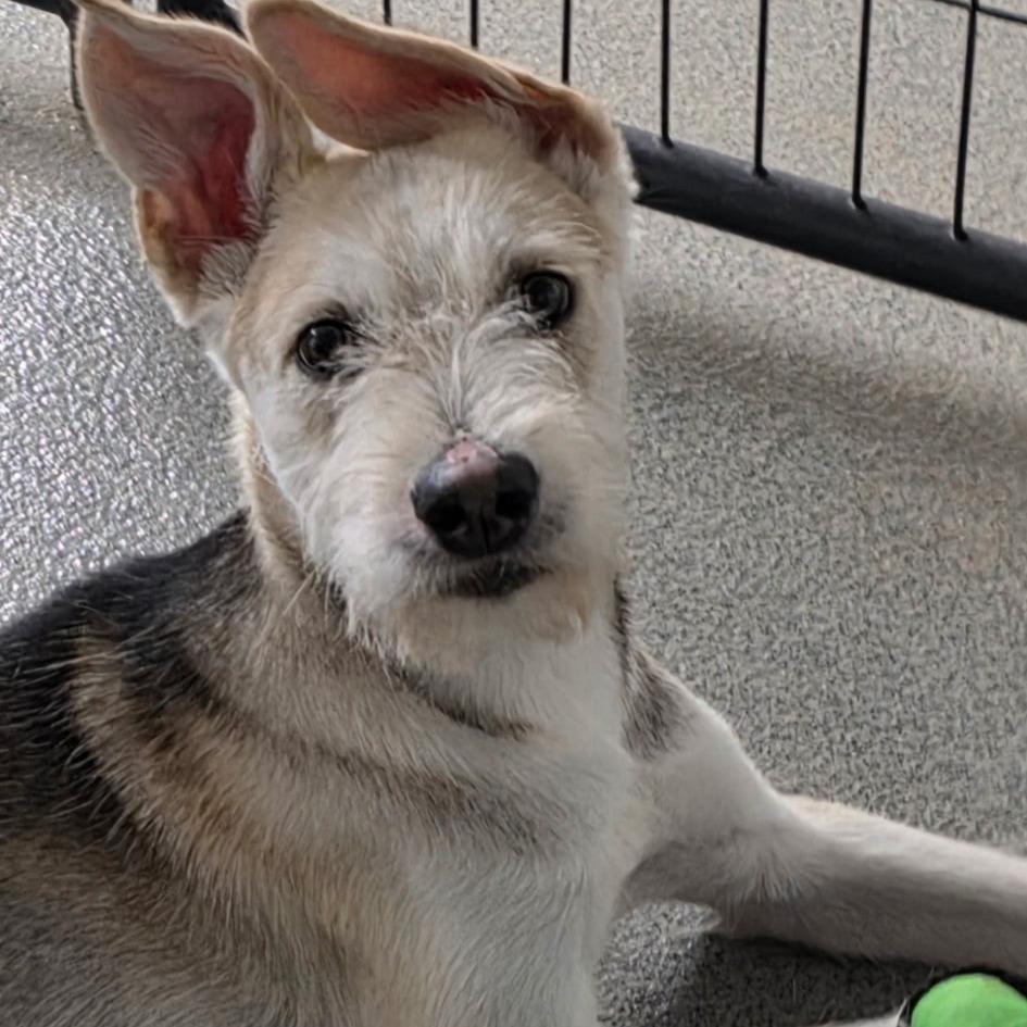 Enlarge Drover, a Adoptable mixed breed in Kingman, KS image 1/3