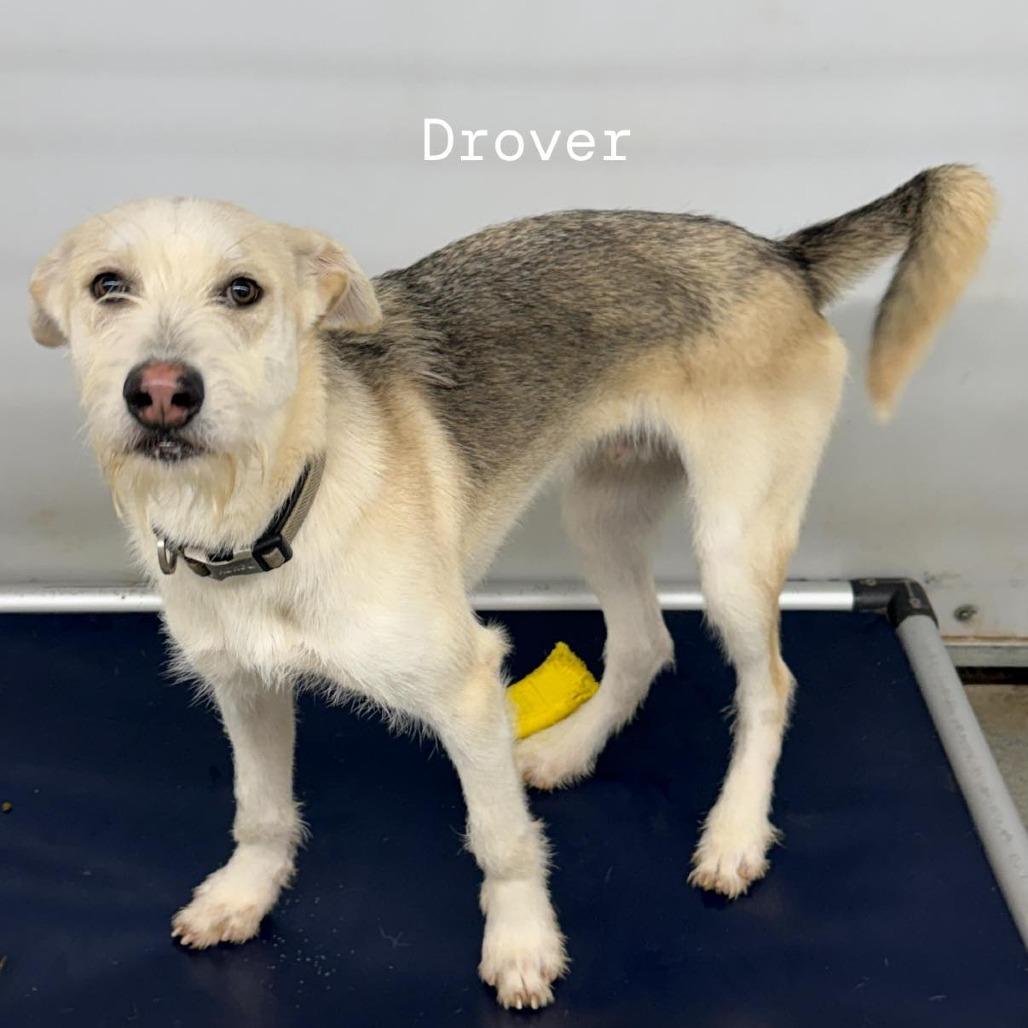 Drover, a Adoptable mixed breed in Kingman, KS image 2/4