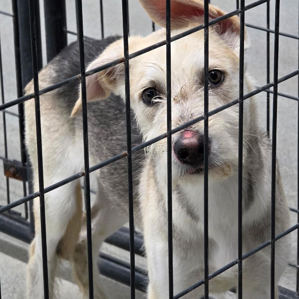 Enlarge Drover, a Adoptable mixed breed in Kingman, KS image 2/3