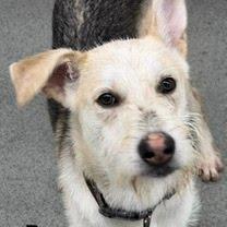 Enlarge Drover, a Adoptable mixed breed in Kingman, KS image 3/3