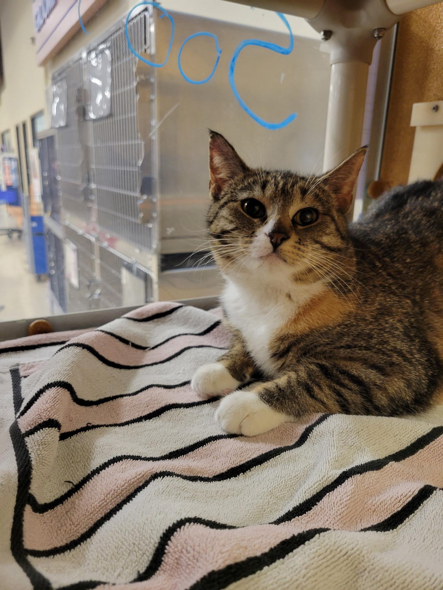 Lorelei, ADOPTABLE, Young Female Domestic Short Hair.