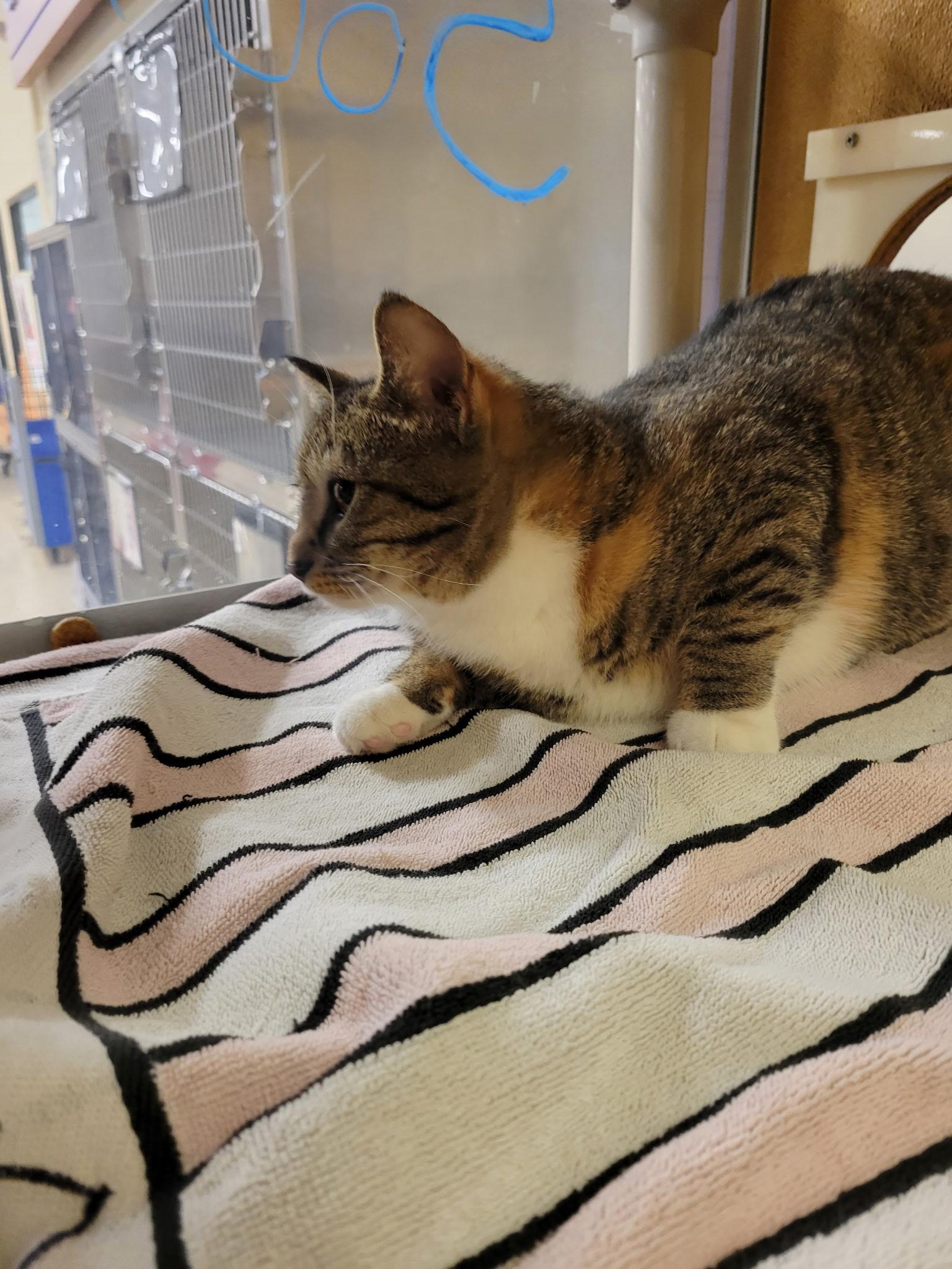 Enlarge Lorelei, a ADOPTABLE Domestic Short Hair in Mechanicsburg, PA image 2/3