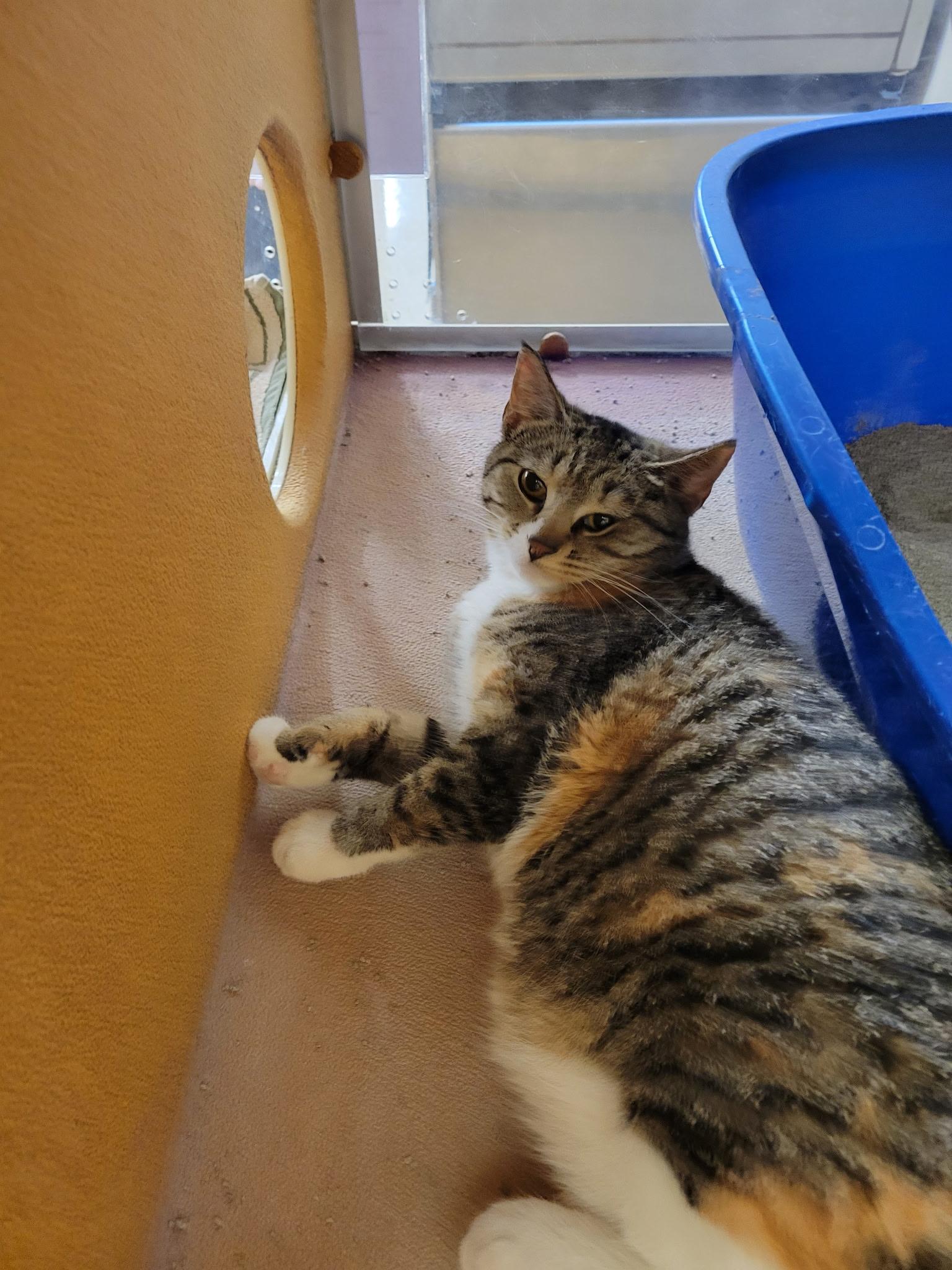 Enlarge Lorelei, a ADOPTABLE Domestic Short Hair in Mechanicsburg, PA image 3/3