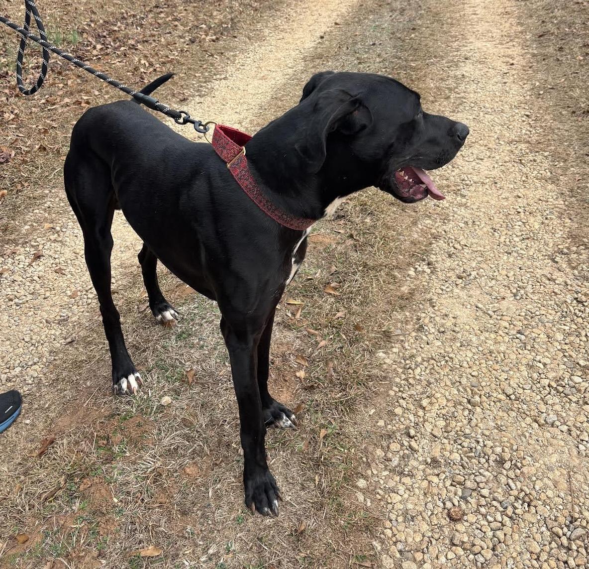 Enlarge Booney, a ADOPTABLE mixed breed in Cumming, GA image 4/5