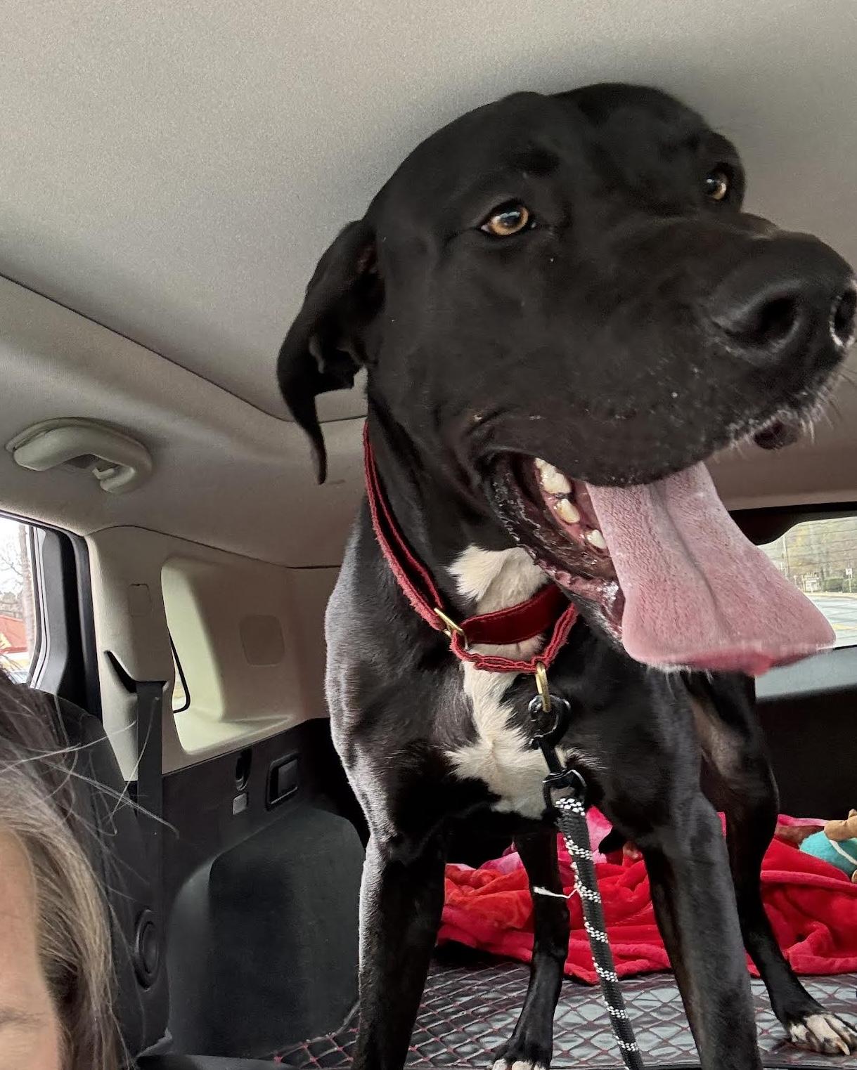 Enlarge Booney, a ADOPTABLE mixed breed in Cumming, GA image 3/5