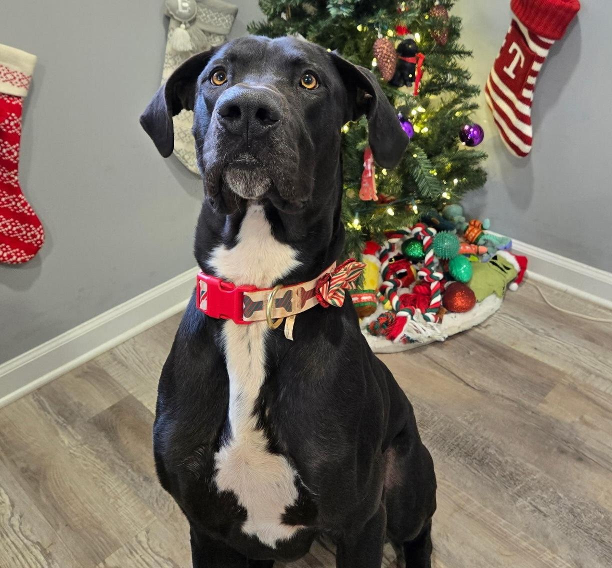 Enlarge Booney, a ADOPTABLE mixed breed in Cumming, GA image 1/5