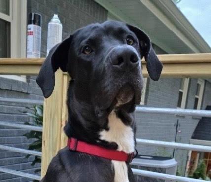 Enlarge Booney, a ADOPTABLE mixed breed in Cumming, GA image 5/5