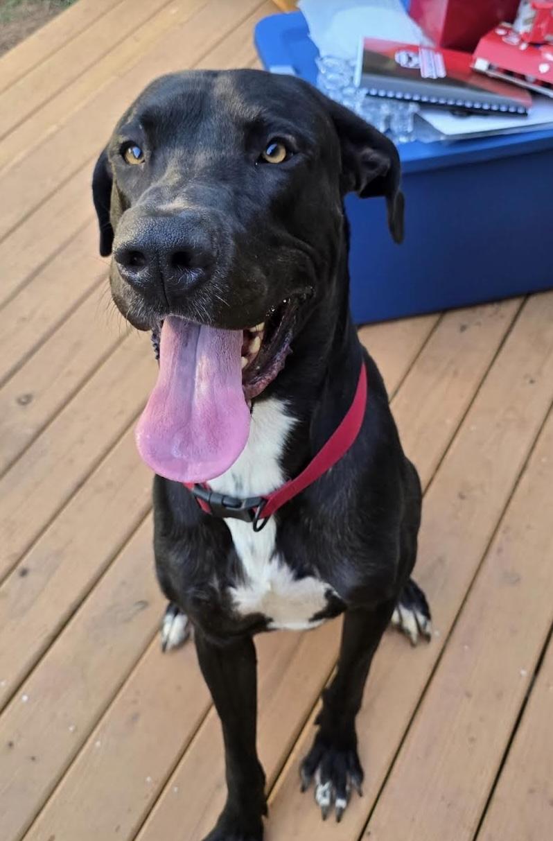 Enlarge Booney, a ADOPTABLE mixed breed in Cumming, GA image 2/5