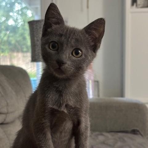 Whoopsie Daisy, Adoptable, Kitten Female Russian Blue & Domestic Short Hair.