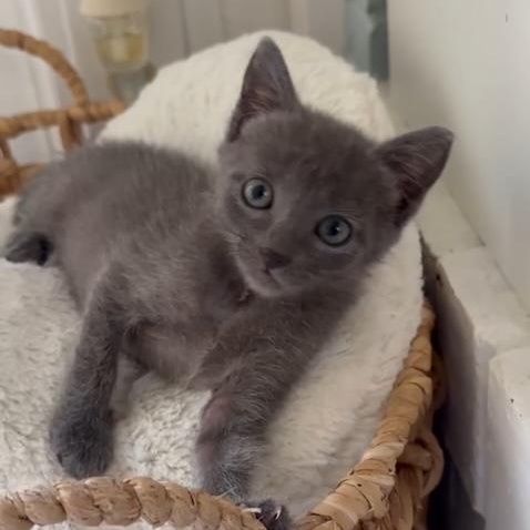 Whoopsie Daisy, Adoptable, Kitten Female Russian Blue & Domestic Short Hair.