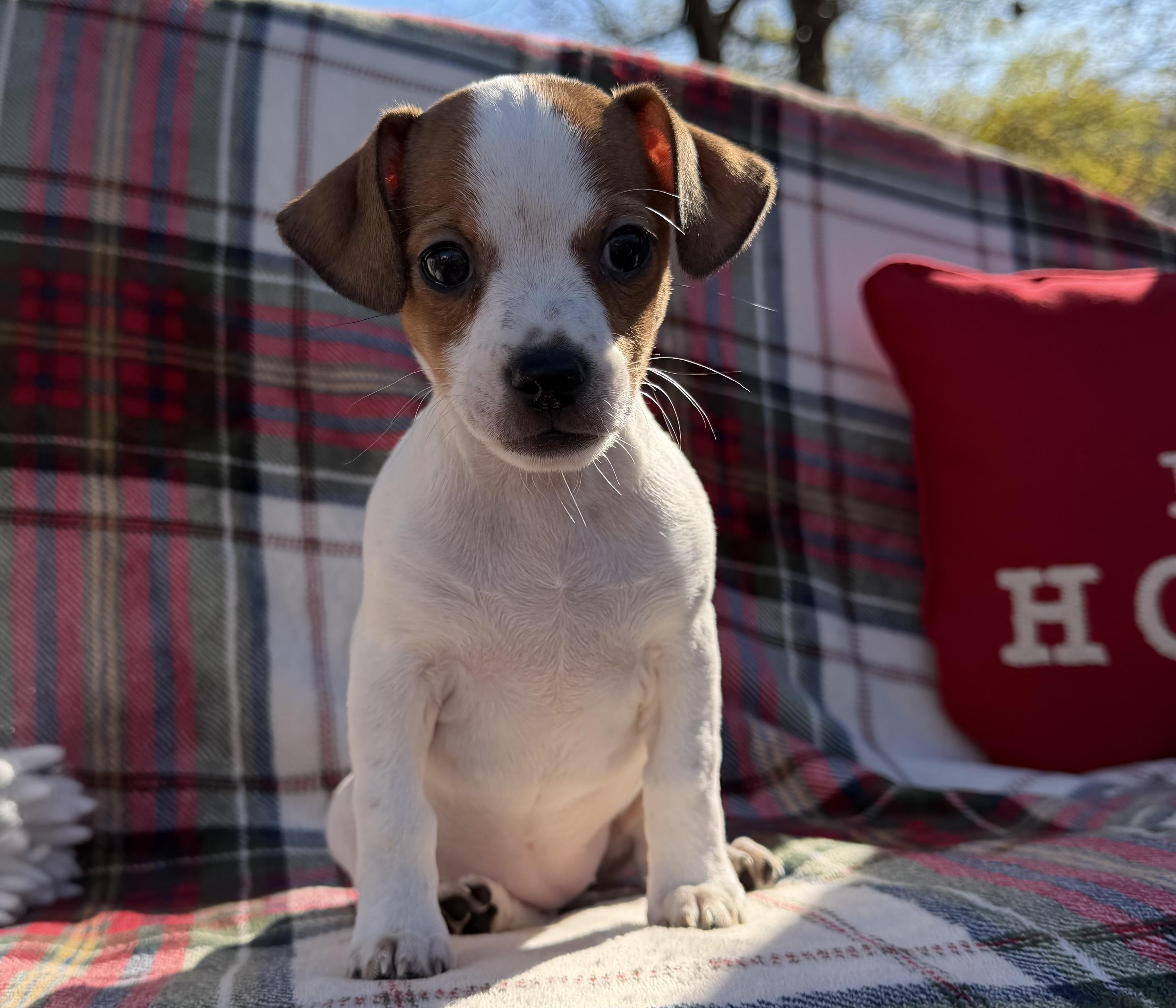 Enlarge Lady Macbeth, a Adoptable mixed breed in Lawrenceville, GA image 2/3