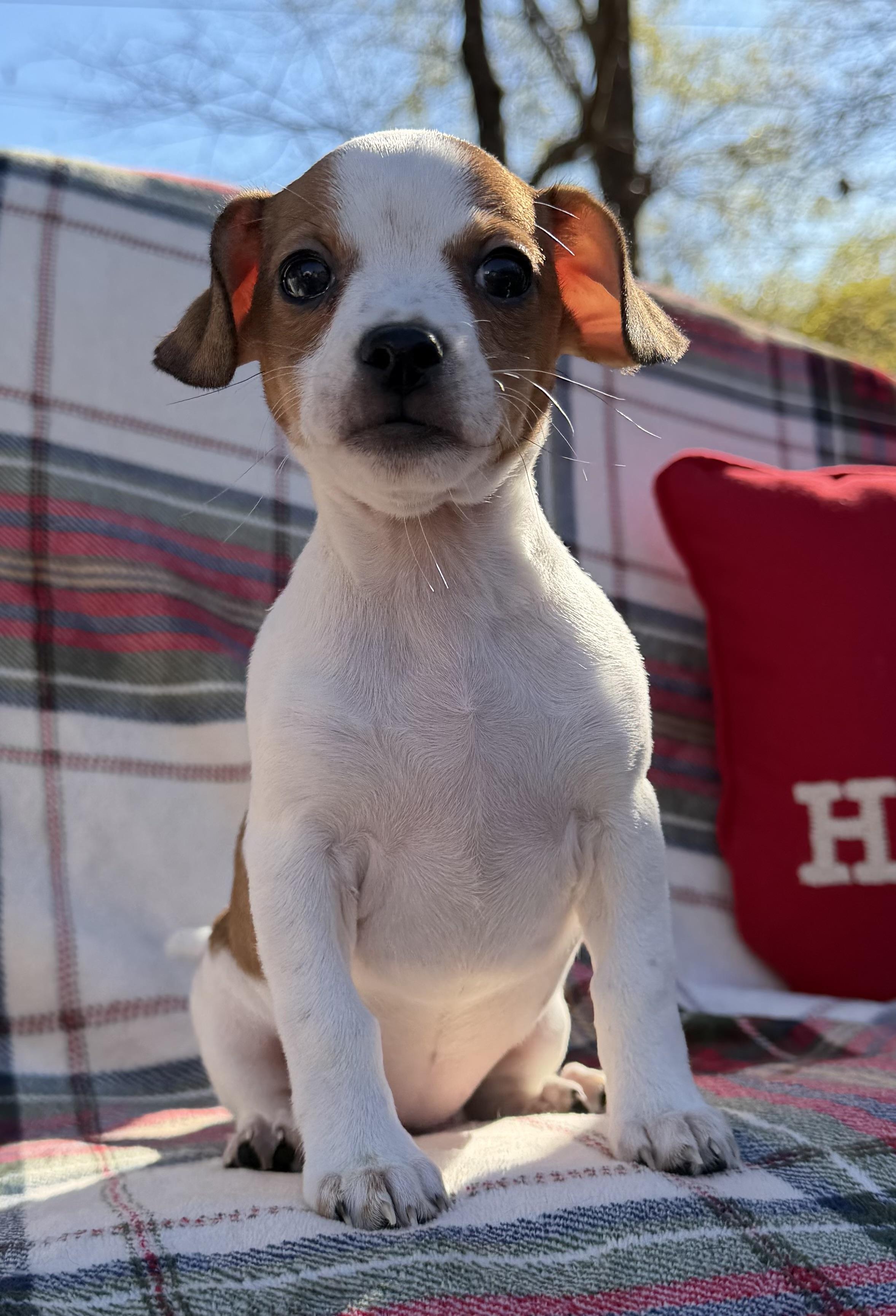 Lady Macbeth, Adoptable, Puppy Female Rat Terrier.