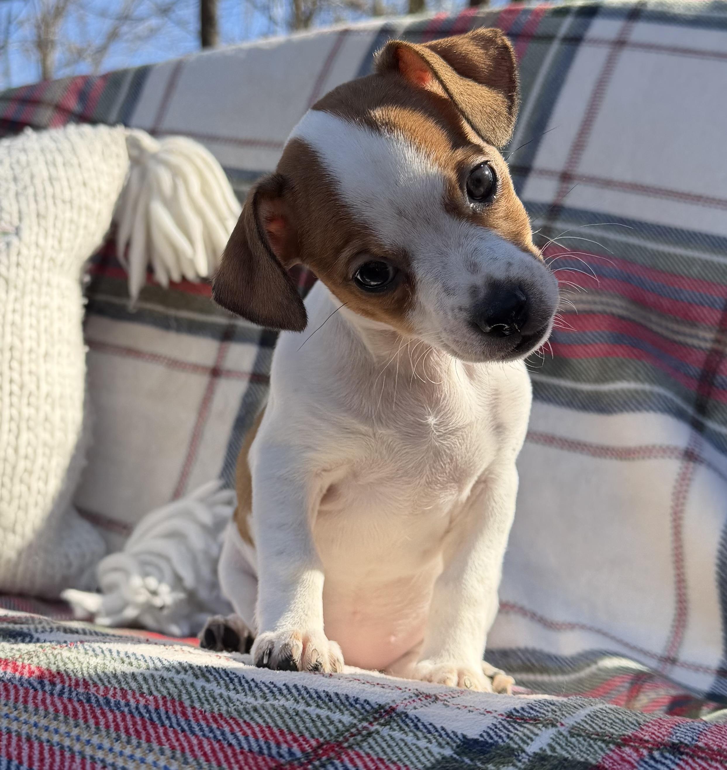 Enlarge Lady Macbeth, a Adoptable mixed breed in Lawrenceville, GA image 3/3