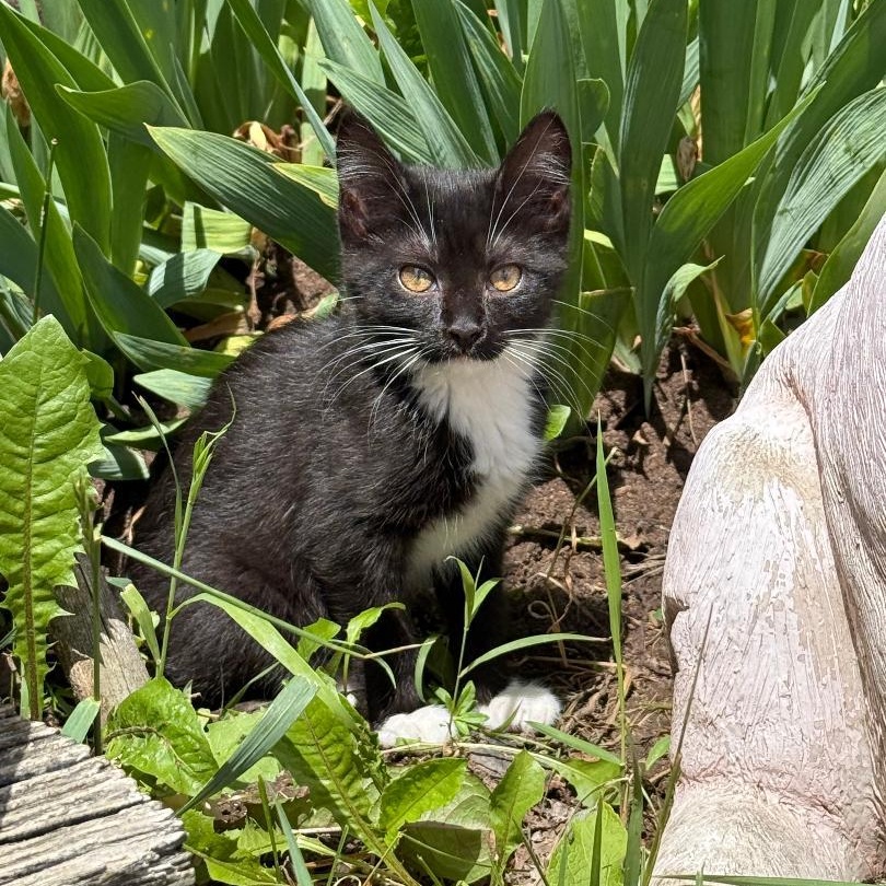 VIXEN, ADOPTABLE, Young Female Domestic Short Hair.