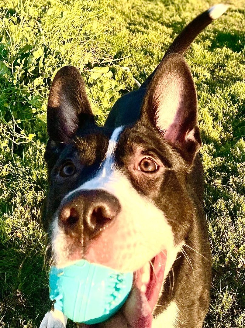 Stitch, Adoptable, Adult Female Border Collie & Pit Bull Terrier.