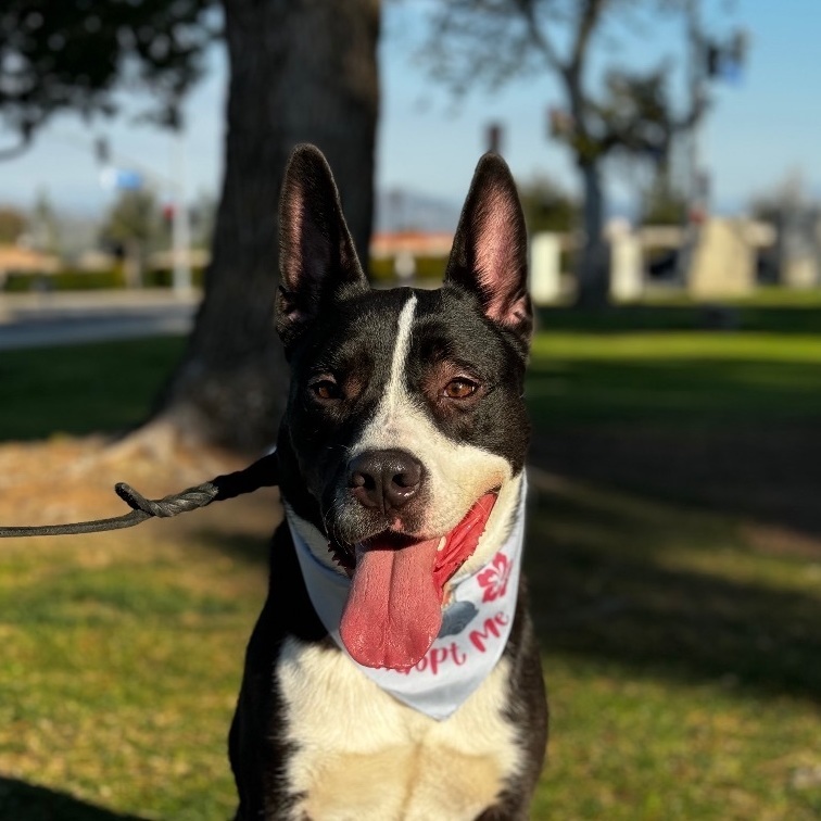 Stitch, a Adoptable mixed breed in Wildomar, CA image 2/5