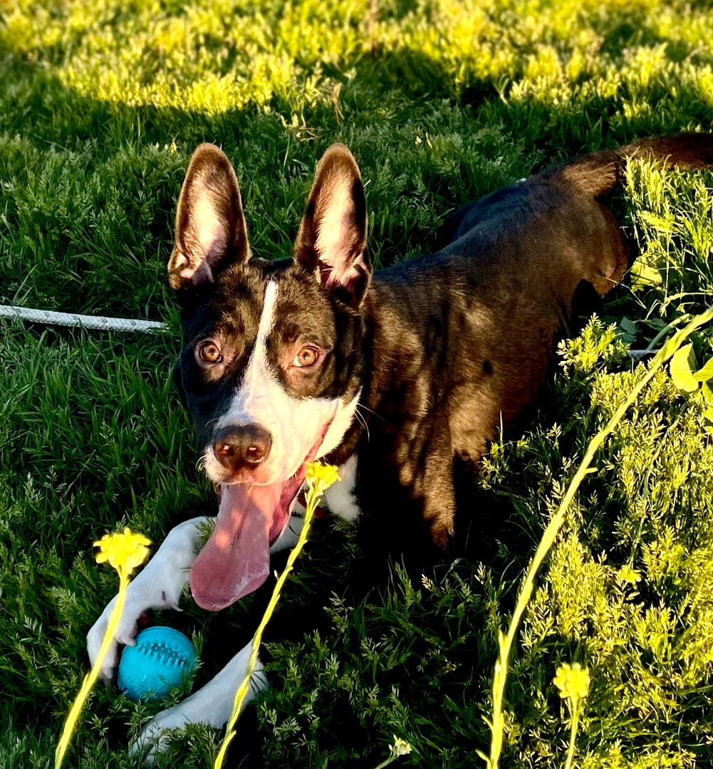 Stitch, a Adoptable mixed breed in Wildomar, CA image 3/5