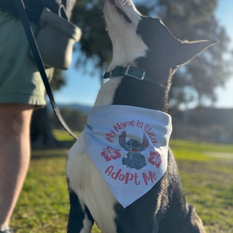 Stitch, a Adoptable mixed breed in Wildomar, CA image 4/5