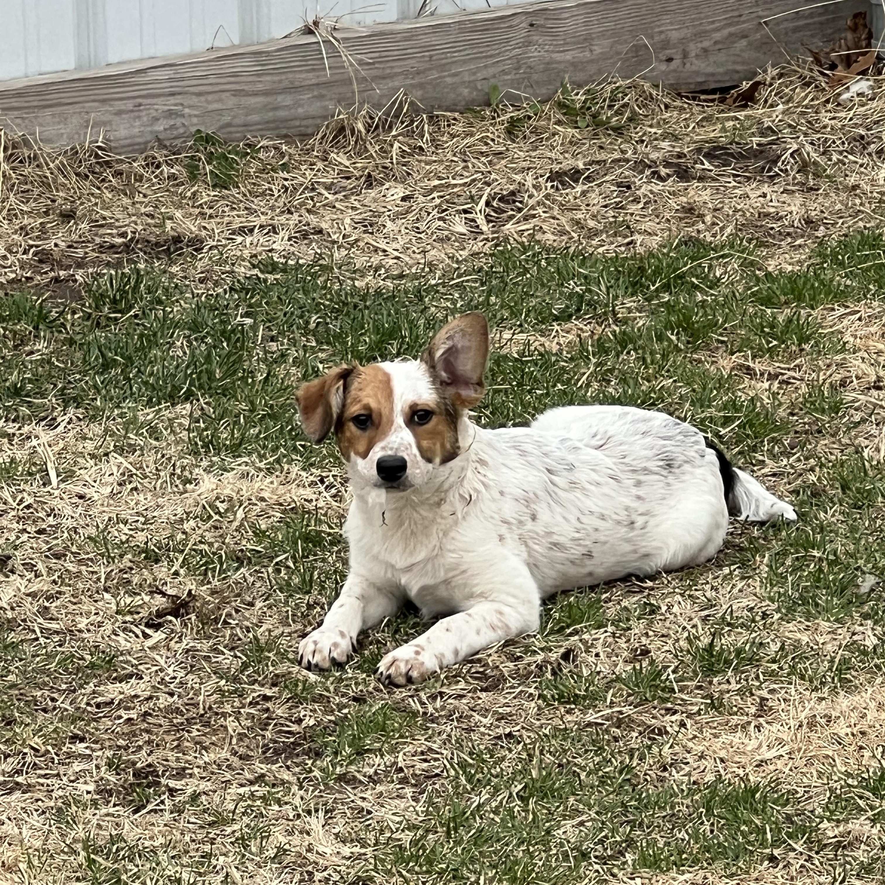 Odin, adopted, Young Male Cattle Dog.