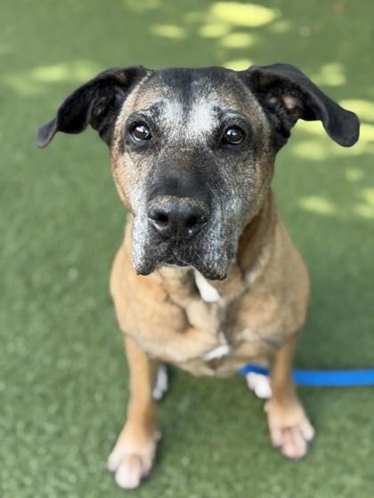 Enlarge Keiko, a Adoptable mixed breed in Roseville, CA image 2/3