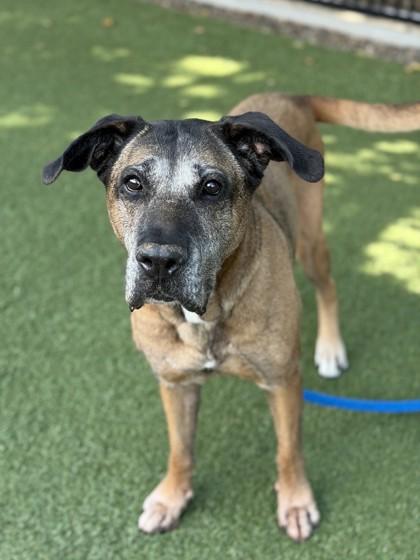Enlarge Keiko, a Adoptable mixed breed in Roseville, CA image 3/3