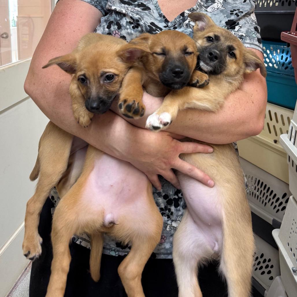 Enlarge Esther, a Adoptable Mixed Breed in Cedaredge, CO image 1/6