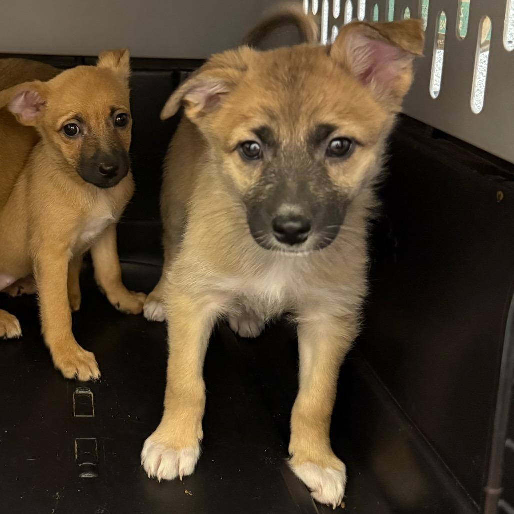 Enlarge Esther, a Adoptable Mixed Breed in Cedaredge, CO image 2/6