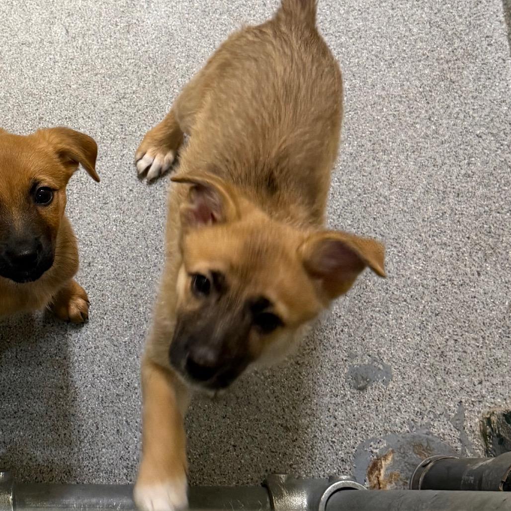 Enlarge Esther, a Adoptable Mixed Breed in Cedaredge, CO image 3/6