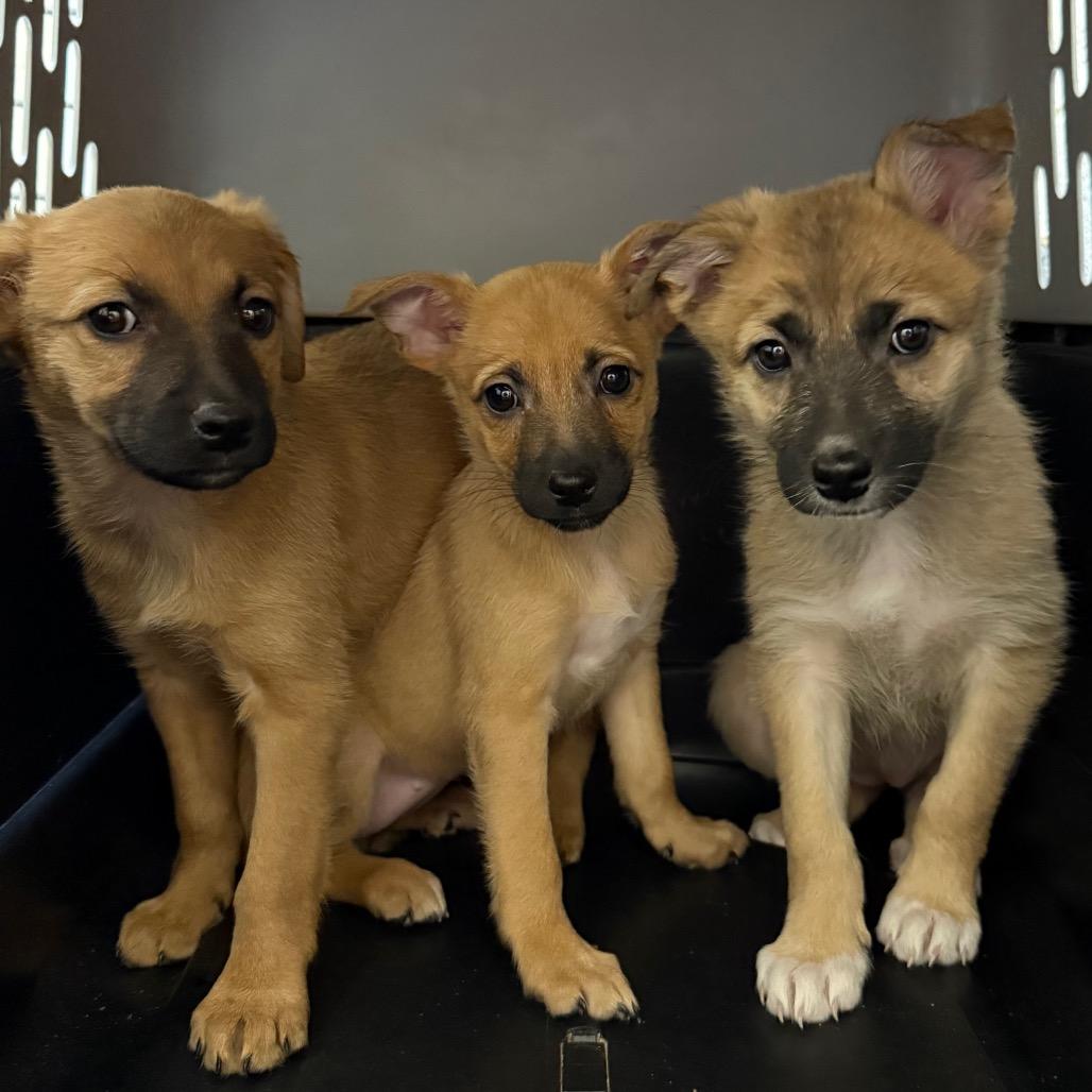 Enlarge Esther, a Adoptable Mixed Breed in Cedaredge, CO image 4/6