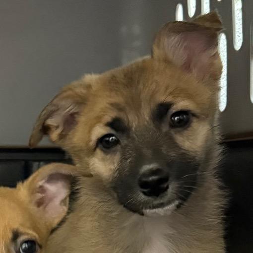 Enlarge Esther, a Adoptable Mixed Breed in Cedaredge, CO image 6/6