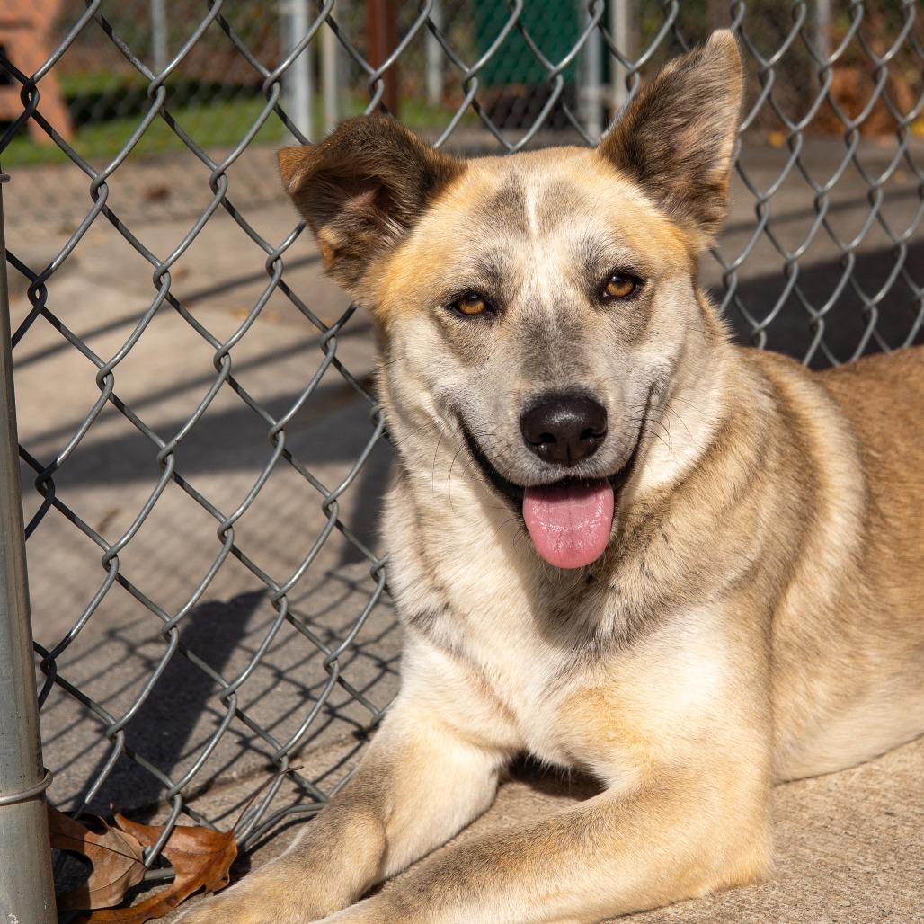 Enlarge Jayda, a Adoptable mixed breed in Gainesville, GA image 1/3