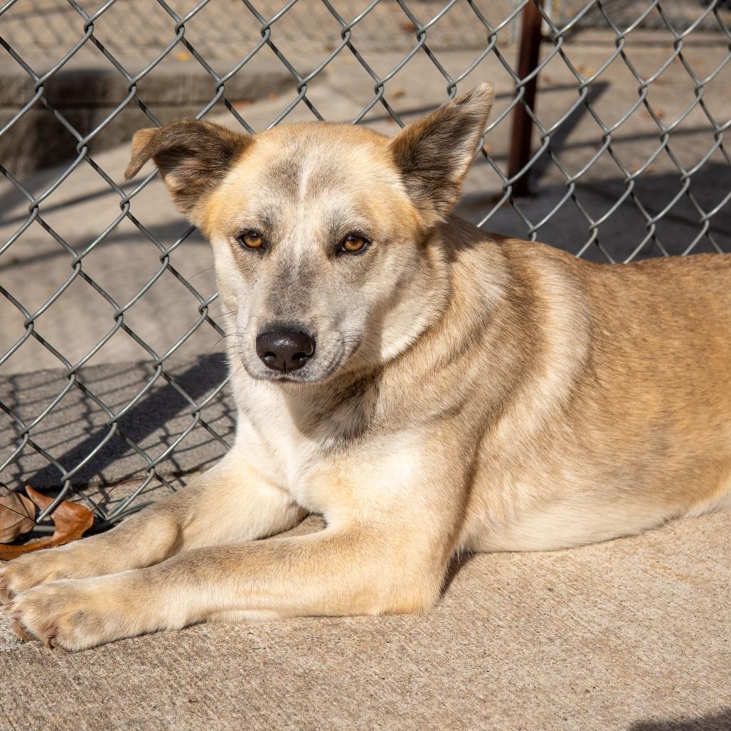 Enlarge Jayda, a Adoptable mixed breed in Gainesville, GA image 2/3