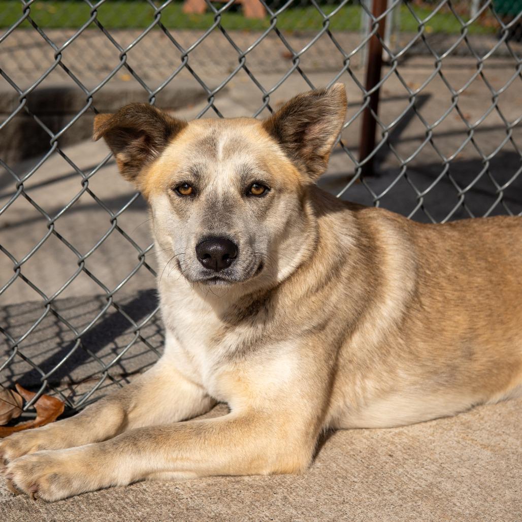 Enlarge Jayda, a Adoptable mixed breed in Gainesville, GA image 3/3