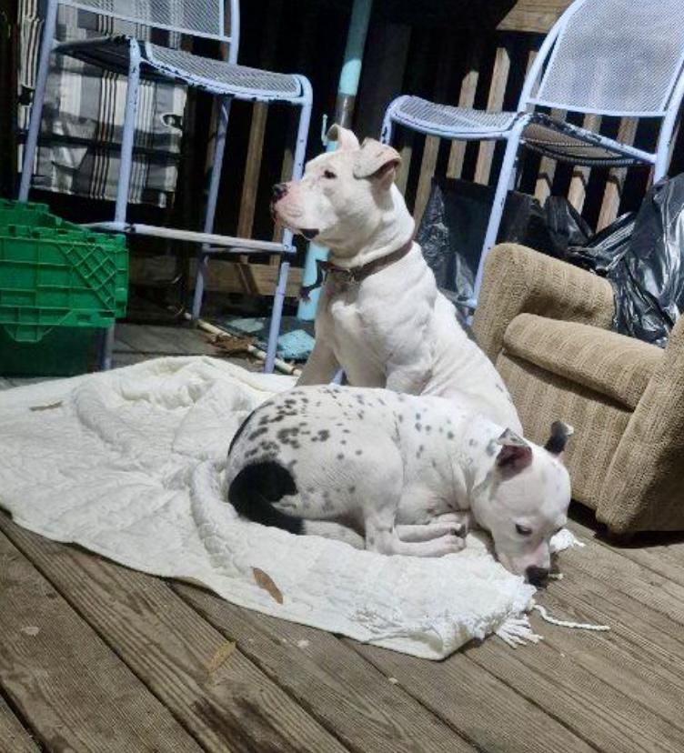 Spearmint (in foster), an adopted mixed breed in Petersburg, VA image 4/6