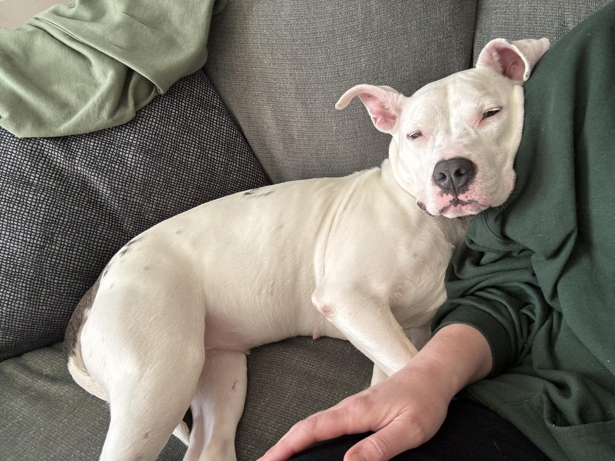 Spearmint (in foster), adoptable, Adult Female Dogo Argentino & Pit Bull Terrier.