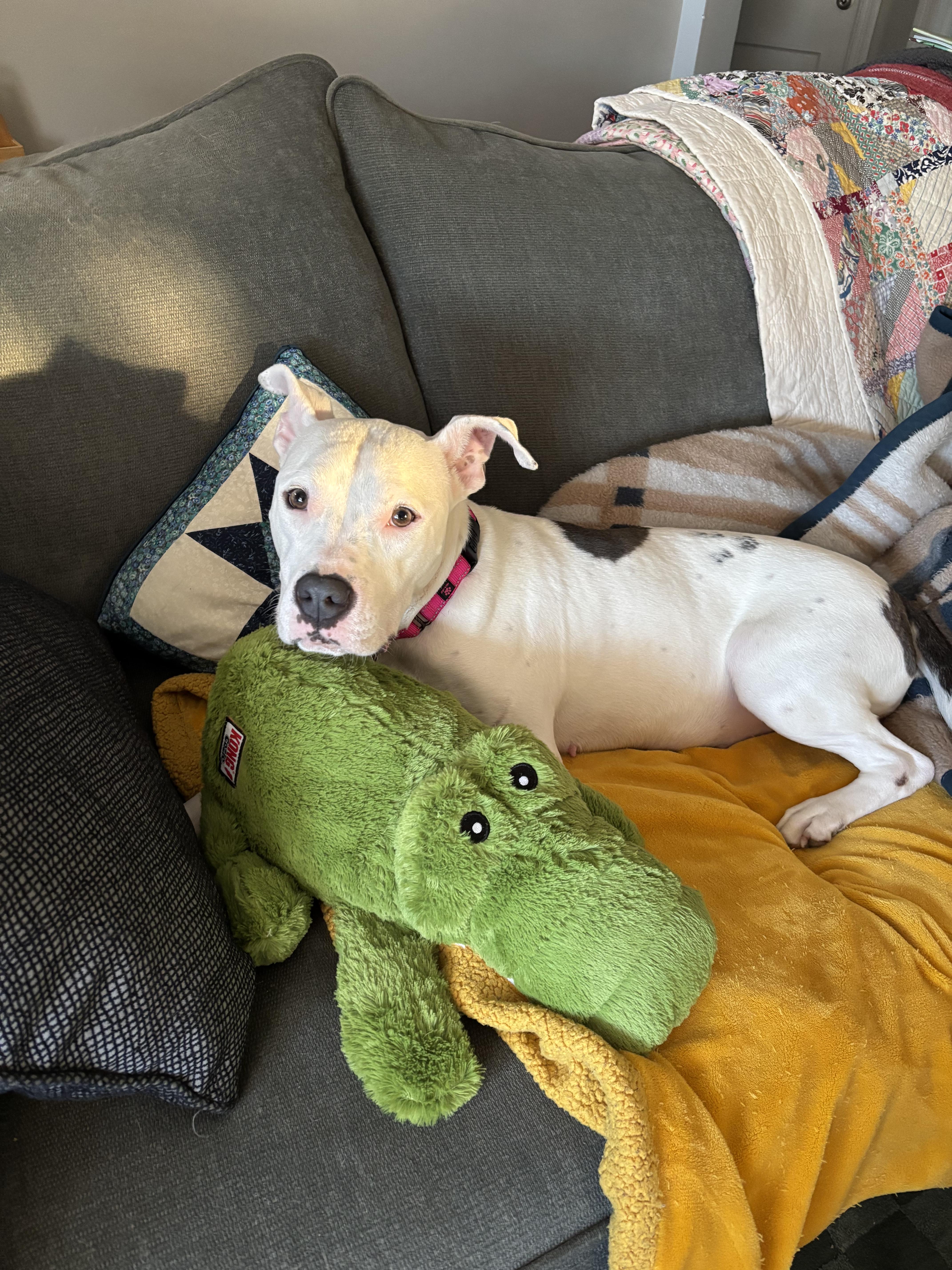 Spearmint (in foster), adoptable, Adult Female Dogo Argentino.